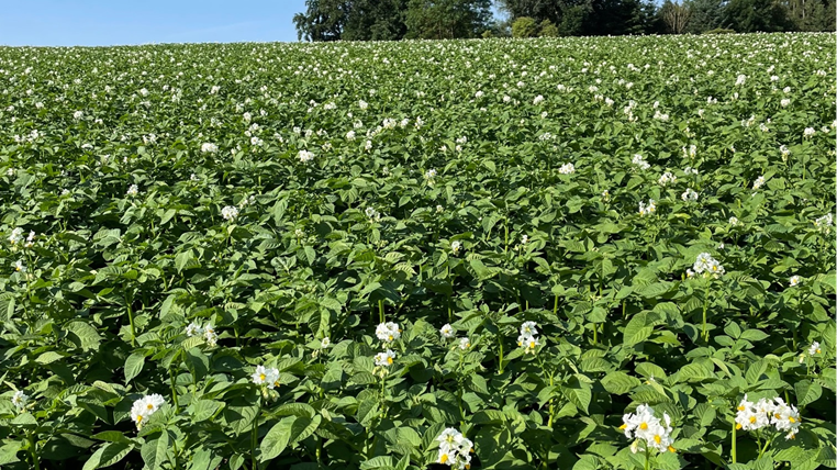 schoener Bestand 2025